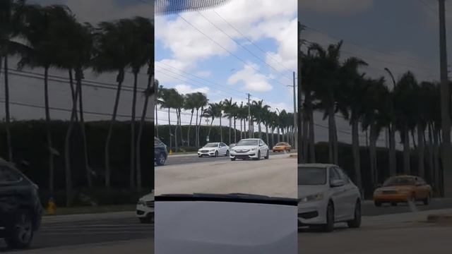 Пальмы Маями Флорида,  разные виды пальм. Variety of palm trees in Miami FL