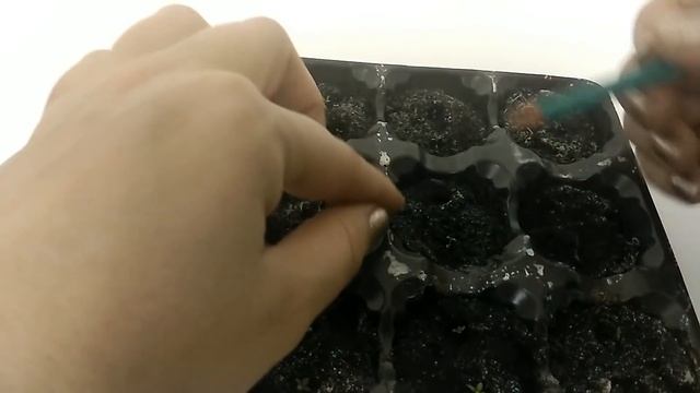 УСПЕШНОЕ ВЫРАЩИВАНИЕ ЭУСТОМЫ! ЧТО ДЕЛАТЬ ДАЛЬШЕ? Прошел месяц с момента посева! Этап 3 смотреть онлайн