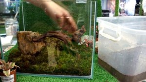 Мастер-класс по оформлению террариума для крабов.