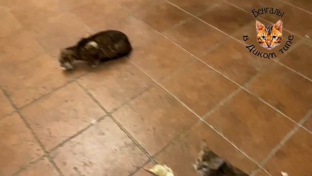 БЕНГАЛЬСКИЕ КОТЯТА, в ДИКОМ ТИПЕ, на ОХОТЕ