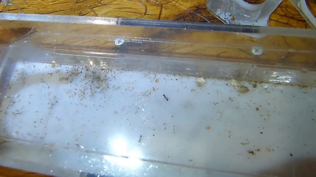 Дождались! Они над нами издеваютсяКнига про Софию