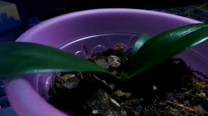 Орхидеи тоже любят биогумус....