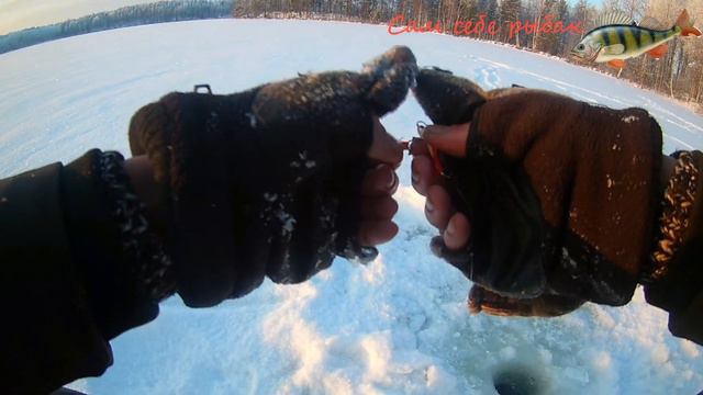 окунь на балансир  Зимняя рыбалка в Кенозерском парке.