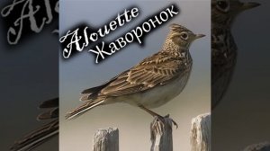 "В мире животных": как рождественская кантата стала песней про жаворонка?