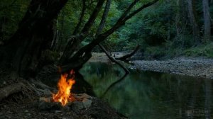 Азалия посадка и уход в открытом грунте