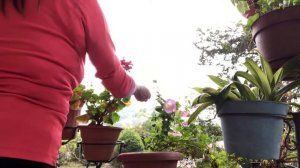 Como cuidar tus petunias para que te duren muchos meses