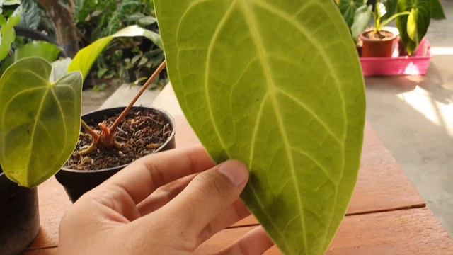 Anthurium magnificum verde смотреть онлайн