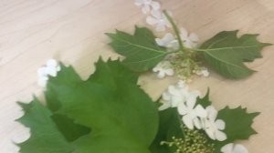 Калина Бульденеж| обрезка и укоренение|