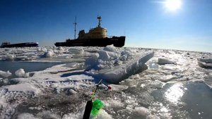 Ловля крупной корюшки в Кронштадте!Шпунты!#fishing #nature #рыбалка #корюшка #финскийзалив#рыба