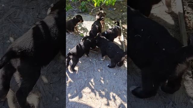 Щенята Ждут Помощь на Корм. Щенята едят только Хлеб с молоком. Щенята Ждут Корм для собак. Помощь смотреть онлайн