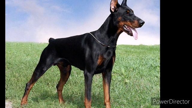 Порода Доберман смотреть онлайн