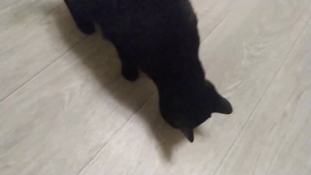 Наш нагломорд требует колбасу смотреть онлайн