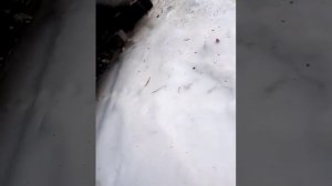 СНЕГОХОД STELS ЕРМАК ПОСЛЕ ДВУХ ЛЕТ ЭКСПЛУАТАЦИИ