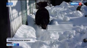 В Большереченском зоопарке медведь вышел из спячки