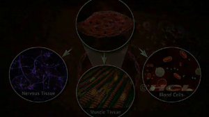 Эмбриональное развитие человека