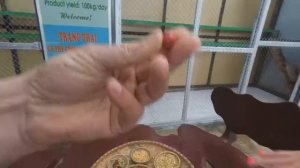 Кофе лювак (Kopi Luwak) – самый дорогой кофе в мире .Вьетнам Далат