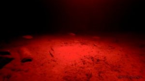 Kilnex red 2600 , дополнительный красный свет который не боится рыба