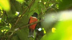 Birds of Peru: Collared trogon (Trogon collaris)