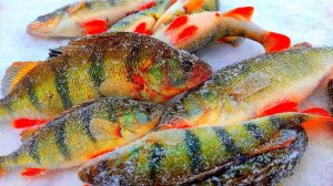 Эту мормышку надо запрещать! 4 килограмма окуня за 11 минут! Ловля на безмотылку!