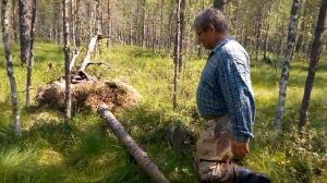 Болотный багульник. Заготовки и сбор лесной продукции.