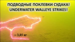 Рыбалка и охота. Подводные поклевки судака на живца.
