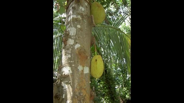 Хлебное дерево. смотреть онлайн