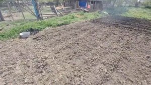 Сажаем картошку под мотоблок!