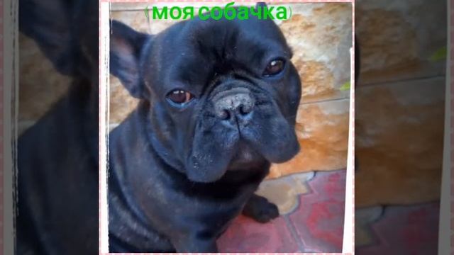 Самые милые собачки в мире (+ моя собачка)