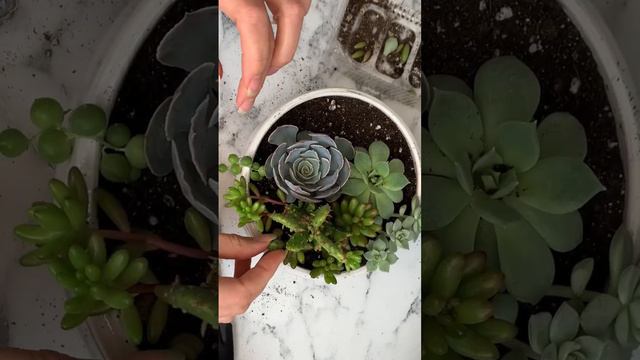 Succulent Arrangement🌵