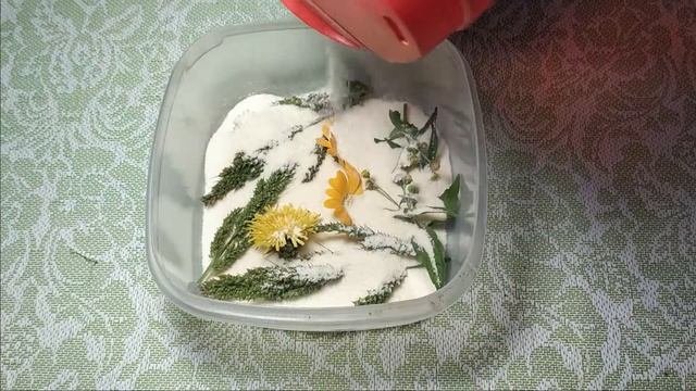 Сухоцветы | как сушить цветы?! | как хранить?!