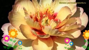 Пион ито Келлис Мемори. Краткий обзор, описание характеристик paeonia itoh Callies Memory