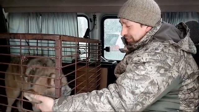 Спасение ВОЛКА! Спасибо Всем Кто Нас Поддержал!