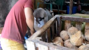 Как делают кокосовую стружку на Филиппинах