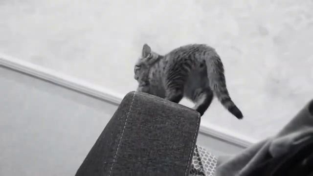 Кошка бегает туда сюда смотреть онлайн