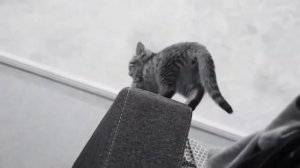Кошка бегает туда сюда