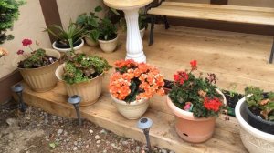 Пикирование петунии  / Какую землю лучше использовать / Сезон 2016