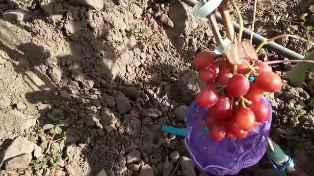 Новинки винограда: Роза красная ( мускат )16 октября 2020. Виноградник Щереденкова В. А