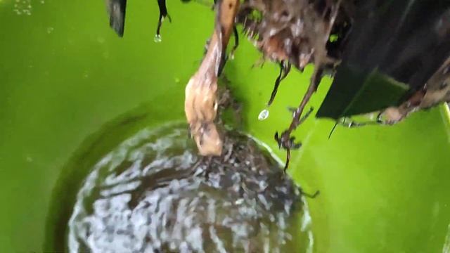 Манго Гомера 3 на автополиве. январь 2023 смотреть онлайн