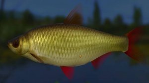 FISHER ONLINE: Казахстан, озеро Жусымбай, трофейная красноперка