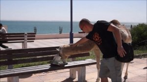 Западная Сахара - ТАМ ЛЮБЯТ ПУТИНА и РОССИЮ.  Верблюды, море, серфинг.