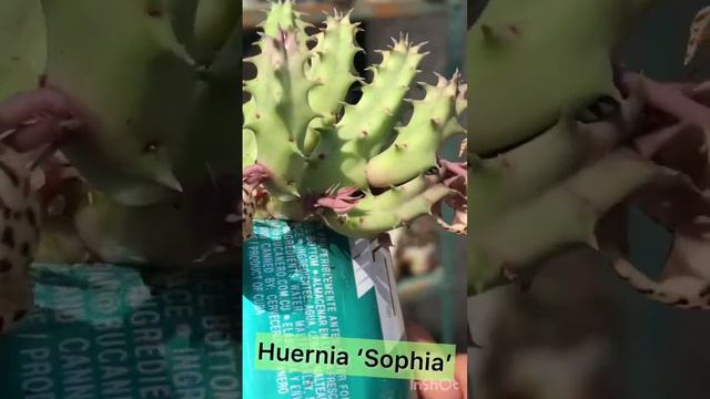 Huernia ‘Sophia’ es otro de mis hermosos híbridos