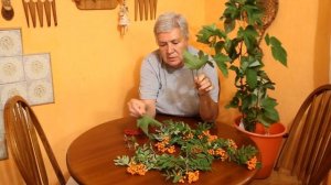 224 Осеннее черенкование смородины