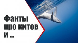 Киты, дельфины и ... | А вы знали про это? Интересные факты | Видео ко дню китов 23 июля