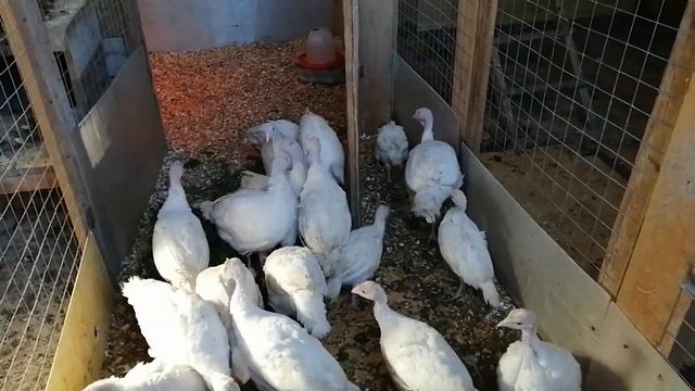 Индюки.Продаю белых-широкогрудых индюшат. смотреть онлайн