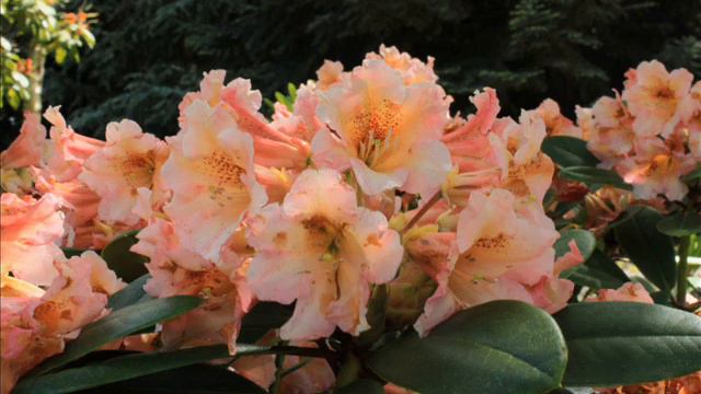 rhododendron 6.wmv смотреть онлайн