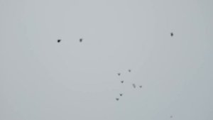 Зимний подъёмчик  Голуби Цокало С Ф  г Богучар