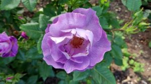 Флорибунда роза Блю Фо Ю - настоящий фиолетовый цвет!