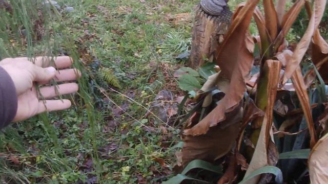 Port Orford cedar 'Imbricata Pendula' / Lawsonova pacipresa 'Imbricata Pendula' смотреть онлайн