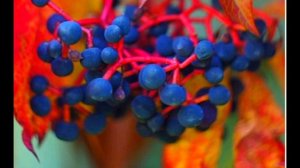 Как проростить и как купить семена Винограда Вичи триостренного? Саженцы из Сочи готовятся к сезону