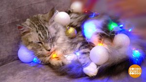 Елка, кот и Новый год. Доброе утро. Фрагмент выпуска от 29.12.2020